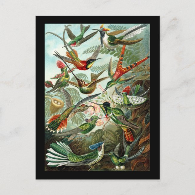 Ernst Haeckel Trochilidae Postkarte (Vorderseite)