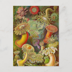 Ernst Haeckel's Actinae Ocean Life Postkarte
