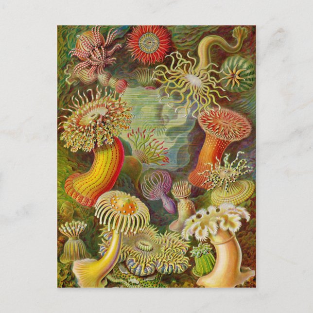 Ernst Haeckel's Actinae Ocean Life Postkarte (Vorderseite)