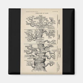 Ernst Haeckels "Baum des Lebens" Magnet