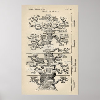 Ernst Haeckels "Baum des Lebens" Poster