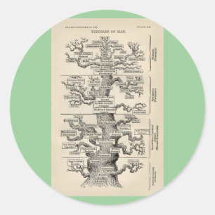 Ernst Haeckels "Baum des Lebens" Runder Aufkleber