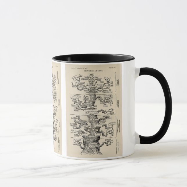 Ernst Haeckels "Baum des Lebens " Tasse (Rechts)