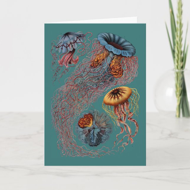 Ernst Haeckels Disco Medusae Karte (Vorderseite)