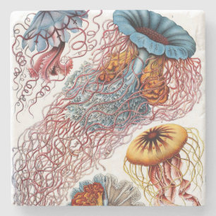 Ernst Haeckels Discomedusae Steinuntersetzer