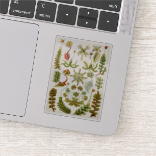 Ernst Haeckels Illustration von Liverworts Aufkleber