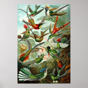 Ernst Haeckels Kolibris Poster