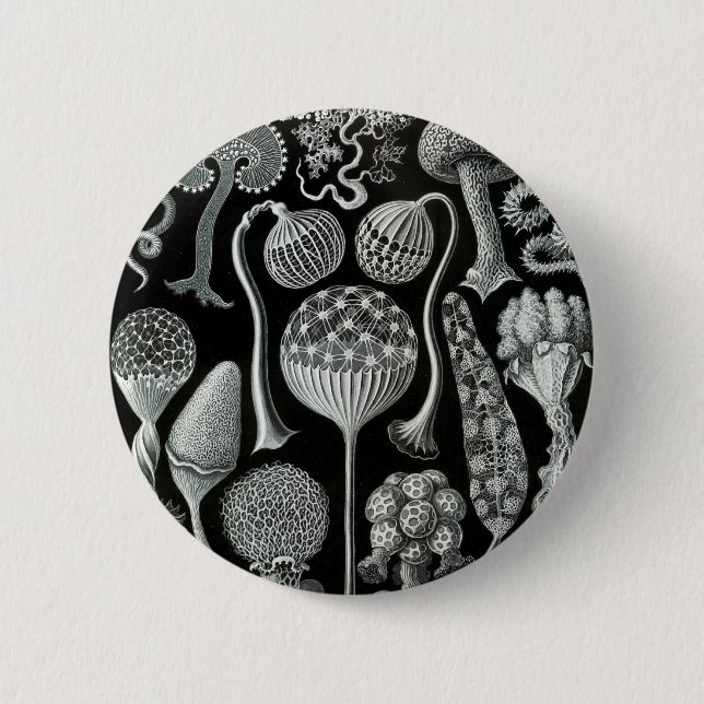 Ernst Haeckel's Mycetozoa Button (Vorderseite)