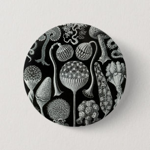 Ernst Haeckel's Mycetozoa Button
