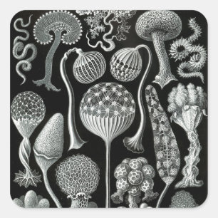 Ernst Haeckel's Mycetozoa Quadratischer Aufkleber
