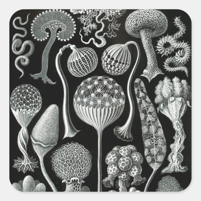 Ernst Haeckel's Mycetozoa Quadratischer Aufkleber (Vorderseite)