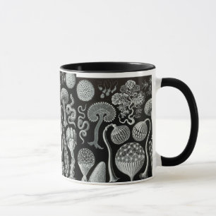 Ernst Haeckels Mycetozoa Tasse
