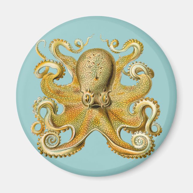 Ernst Haeckel's Octopus Magnet (Vorne)