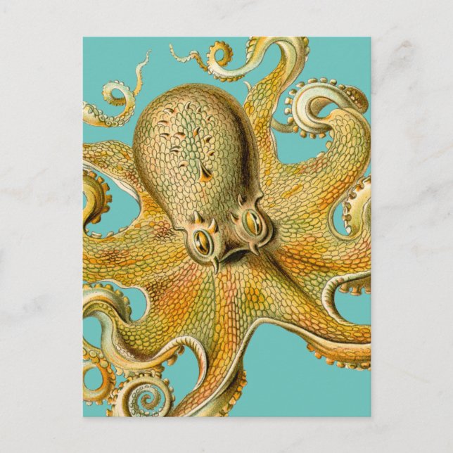 Ernst Haeckels Oktopus Postkarte (Vorderseite)