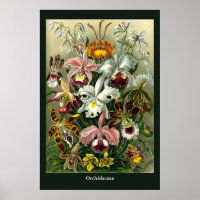 Ernst Haeckel's Orchidaceae Poster