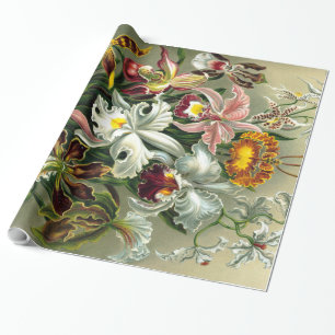 Ernst Haeckel's Orchidaceae Wrapping Paper Geschenkpapier