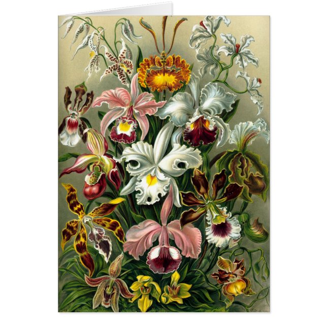 Ernst Haeckels Orchideen (Vorne)