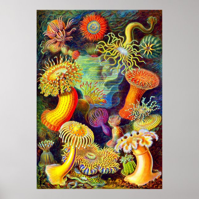 Ernst Haeckel's Sea Anemones Poster (Vorne)