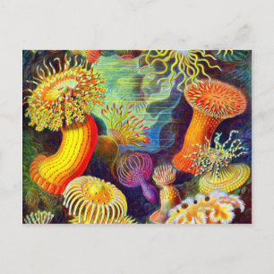 Ernst Haeckels Seeanemonen Postkarte