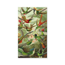 Ernst Haeckeltrochilidae-Kolibri