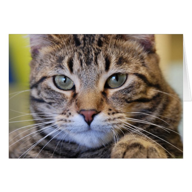 Ernste Grün-Mit Augen Tabby-Katze (Vorderseite (Horizontal))