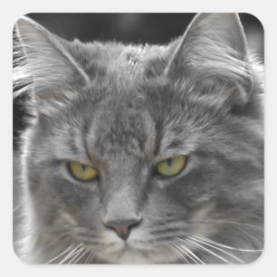 Ernster Kerl Quadratischer Aufkleber