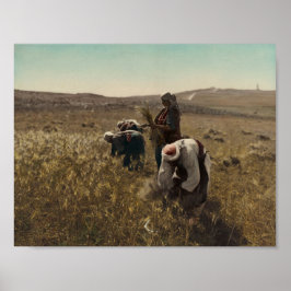 Ernte der Gerste auf den Feldern von Bethlehem Poster