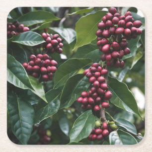 **"Ernte im Blut: Kaffeebohnen auf dem Baum"** Rechteckiger Pappuntersetzer