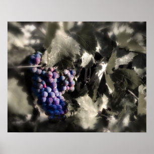 Ernte in Tefft Cellars Hauptrebgarten Poster