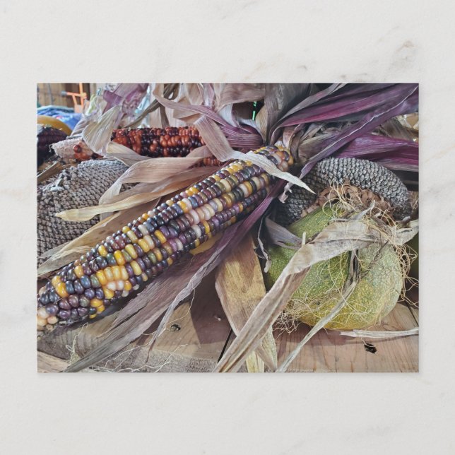 Ernte Postkarte (Vorderseite)