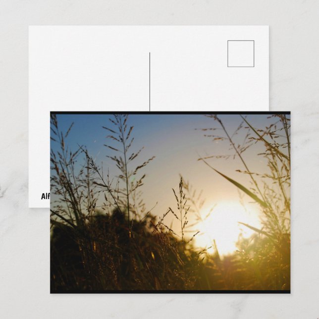 Ernte Sonnenaufgang Postkarte (Vorne/Hinten)