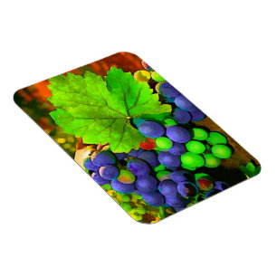Ernte-Trauben Magnet