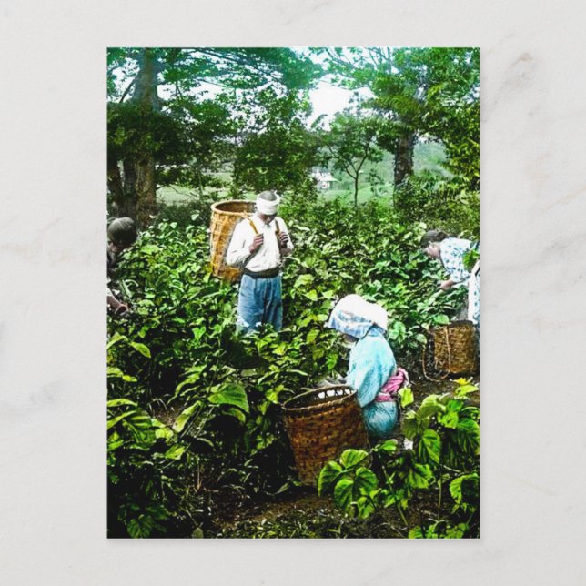 Ernte von Grünem Tee Blätter Alte japanische Bauer Postkarte (Vorderseite)