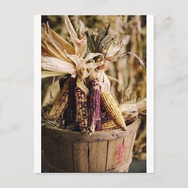 Erntedank ernten Mais Feiertagspostkarte (Vorderseite)