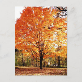 Erntedank Herbstbaum Blätter Postkarte