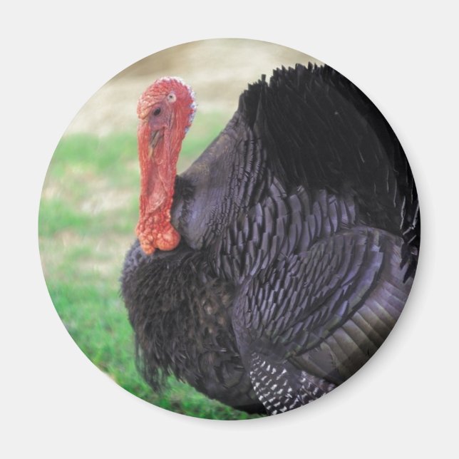 Erntedank Turkey Bird Magnet (Vorne)