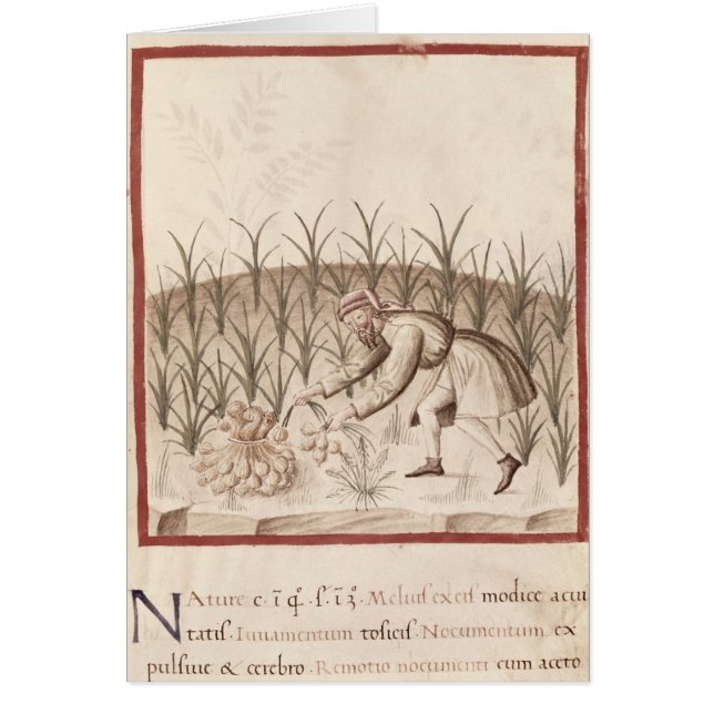 Ernten des Knoblauchs (Vorne)