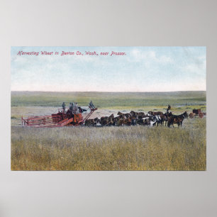 Ernten von Weizen-Szene Poster