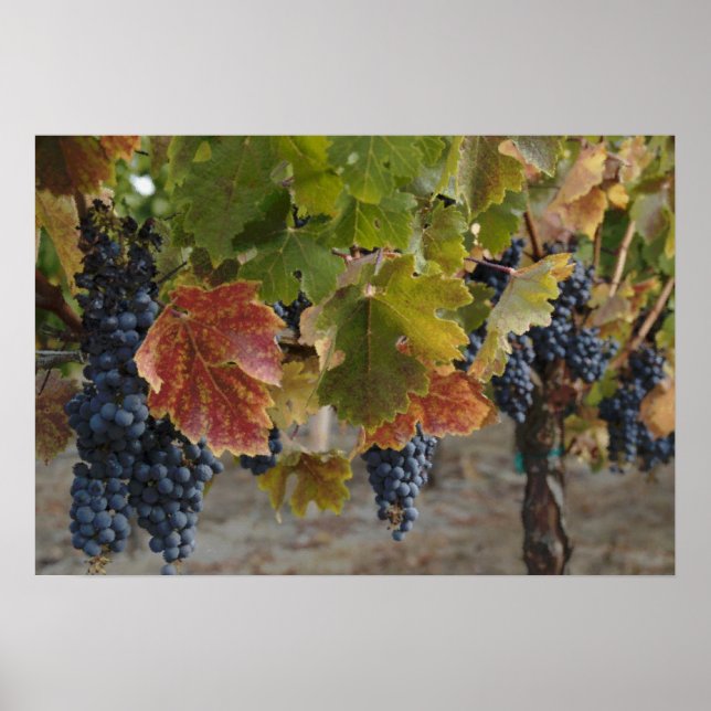 Erntezeit Poster (Vorne)