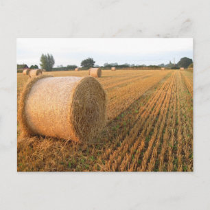 Erntezeit Postkarte