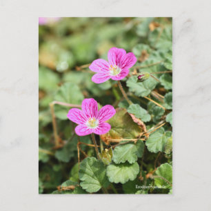 Erodium variabel [Postkarte] ポ ス ト ド Postkarte