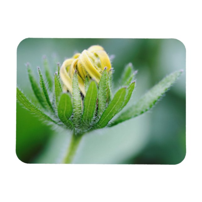 Eröffnung der Blume der Kon-Blume Magnet (Horizontal)