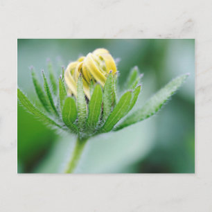 Eröffnung der Blume der Kon-Blume Postkarte