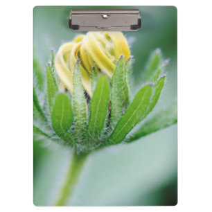 Eröffnung der Blume der Kone-Blume Klemmbrett