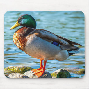 Erpel auf Steinen am Seeufer Mousepad