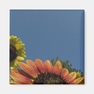 Erreiche den Himmel! Magnet