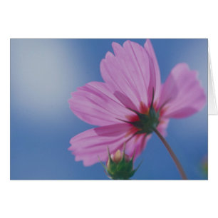 Erreichen für den Sun