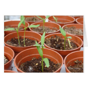 Erreichen für den Sun