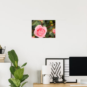 Errötende rosa Rose Makro Poster