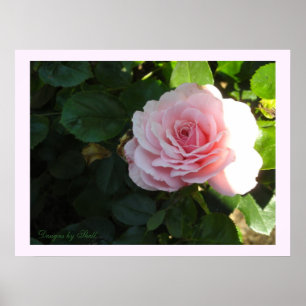 Errötende rosa Rose Poster